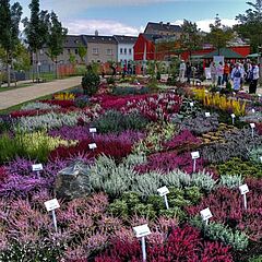 Heidegarten im Fabrikgarten Schreiterer