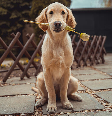 Hund, Foto: R. Brutyom Unsplash Hund, Foto: R. Brutyom Unsplash