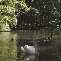 Stadtpark, Teil mit Enten und Schwan