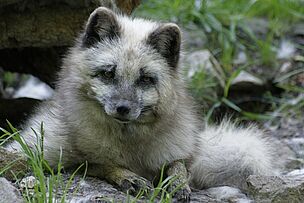 Arctic fox in the Hirschfeld Wildlife Park