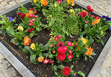 Blumenkasten vorm Rathaus, Markt 1