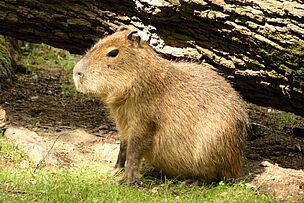 The capybara is part of the ladies shared accommodation in the outdoor facility Rüsselsheim.